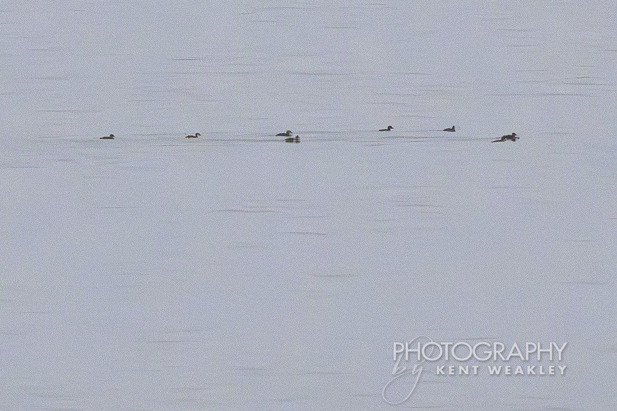 Common Eider - ML624306243