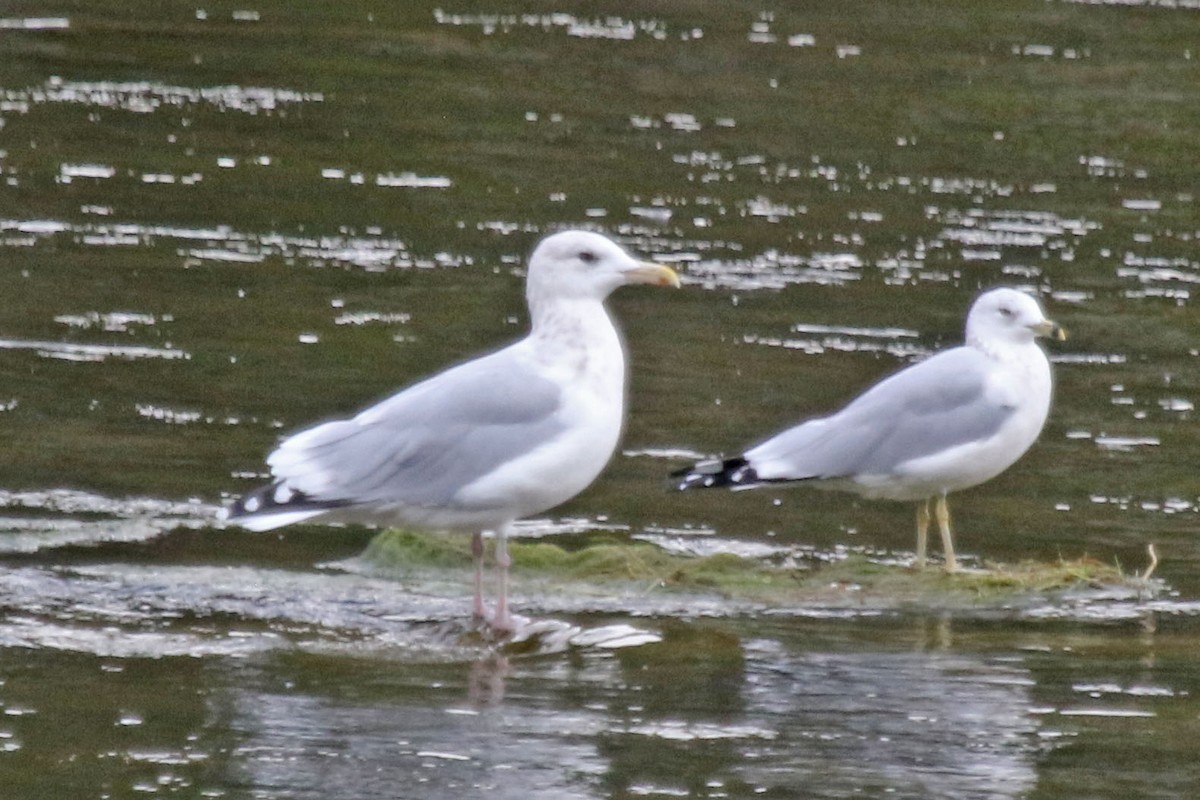 Gaviota Argéntea - ML624306272