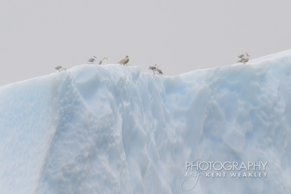 Iceland Gull - ML624306318