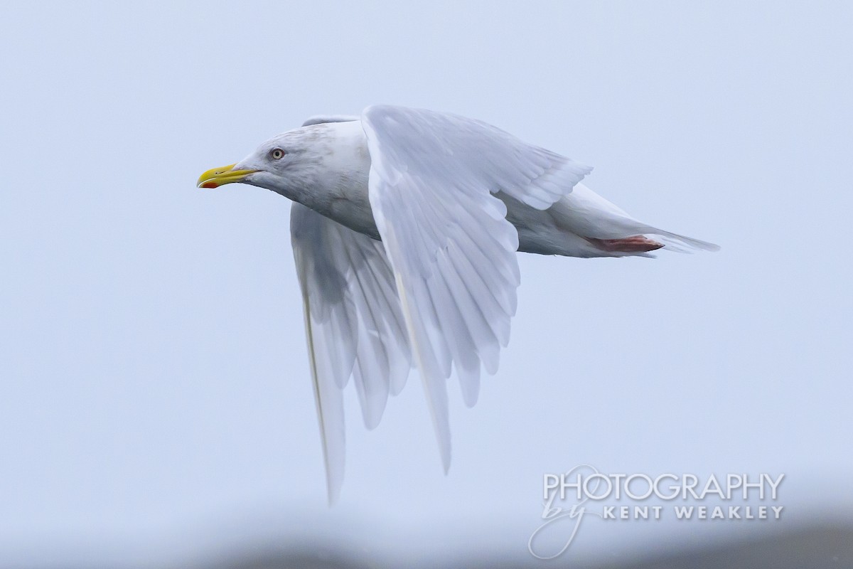 Iceland Gull - ML624306319