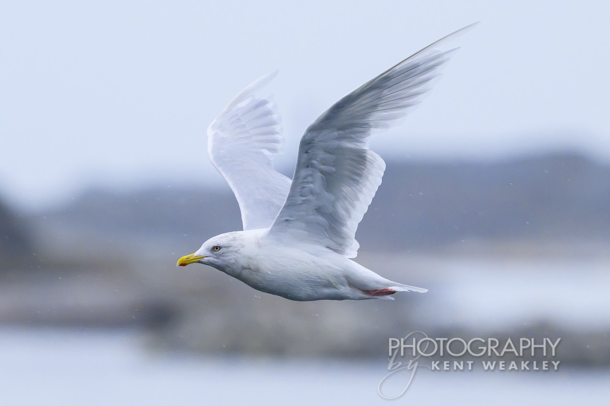 Iceland Gull - ML624306320