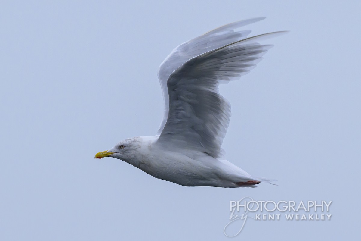 Iceland Gull - ML624306321