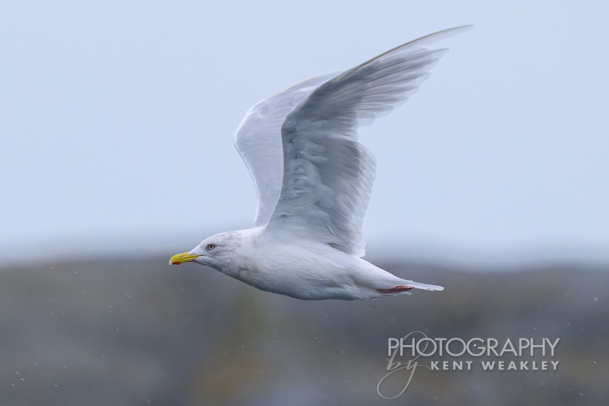 Iceland Gull - ML624306322