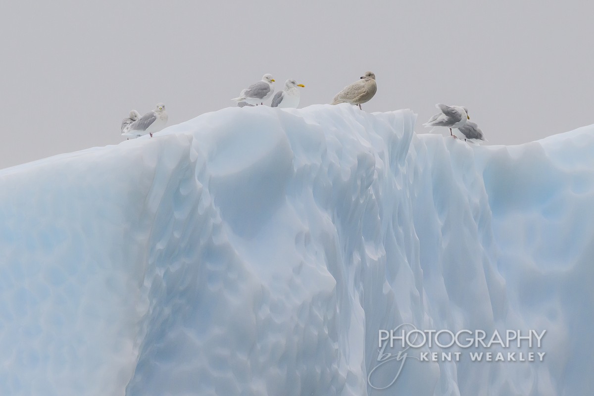 Iceland Gull - ML624306323