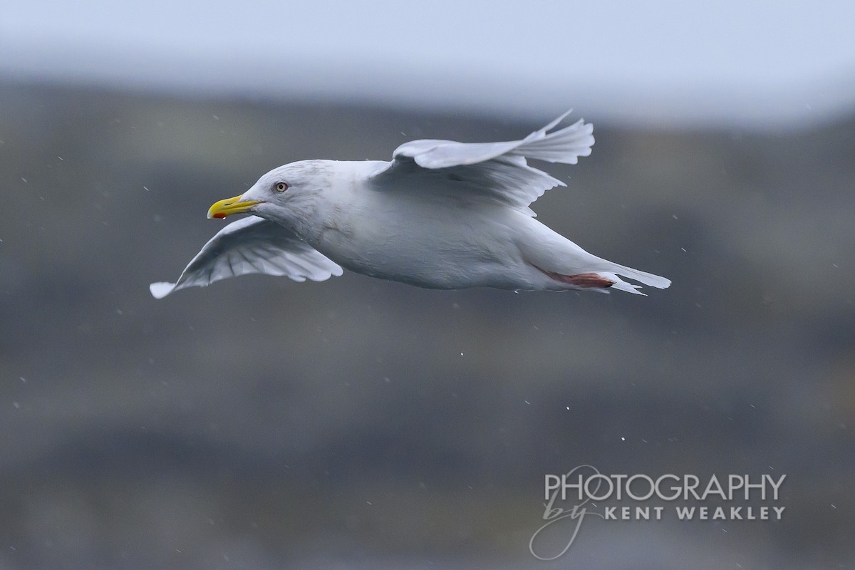 Iceland Gull - ML624306324