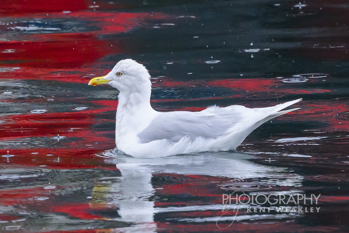 Iceland Gull - ML624306325