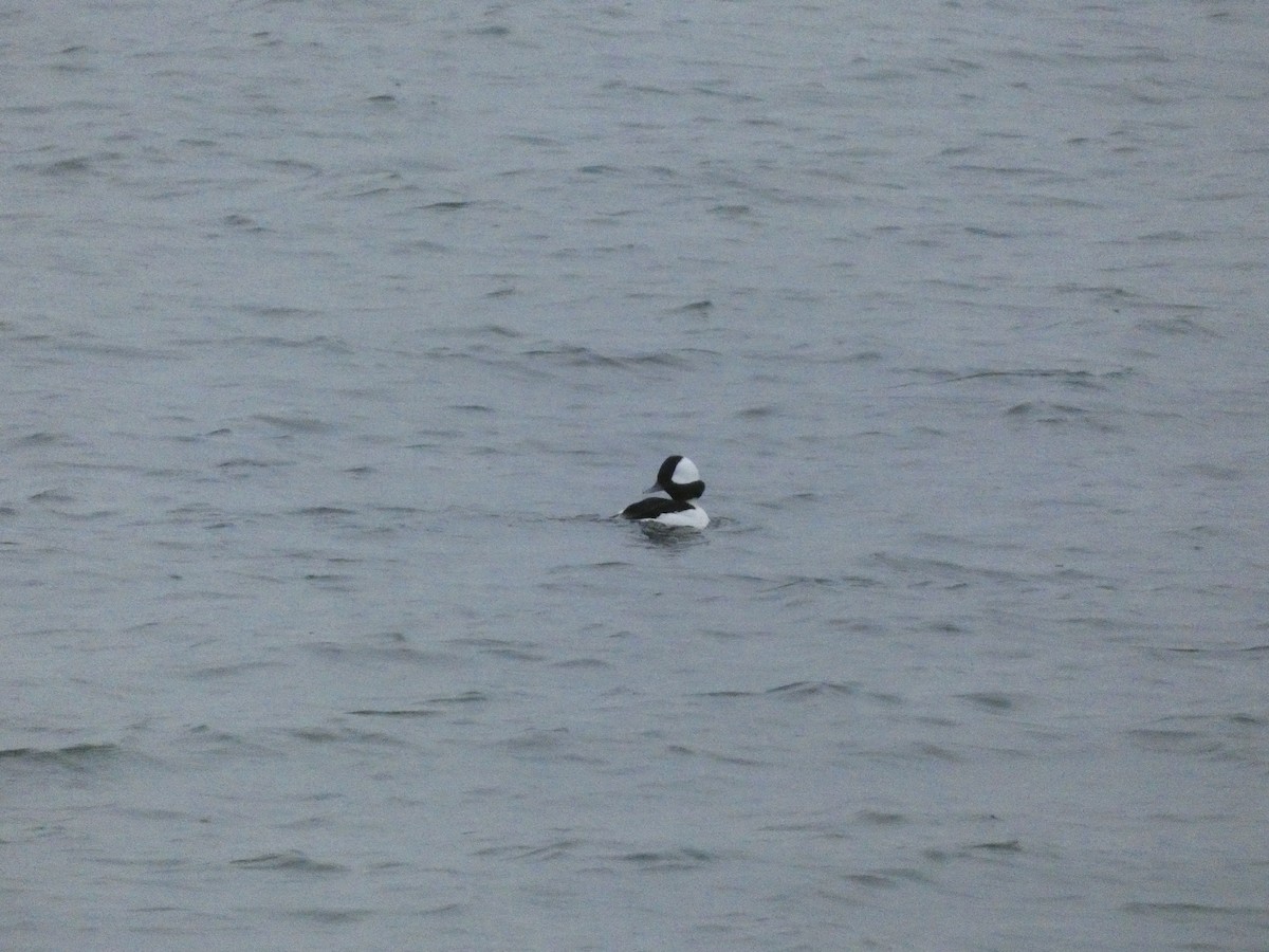 Bufflehead - Wesley McGee