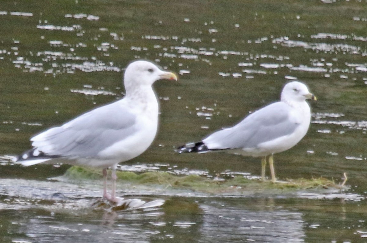 Gaviota de Delaware - ML624306405