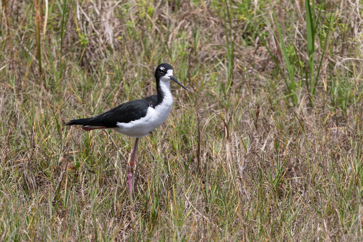 Black-necked Stilt (Hawaiian) - ML624306421