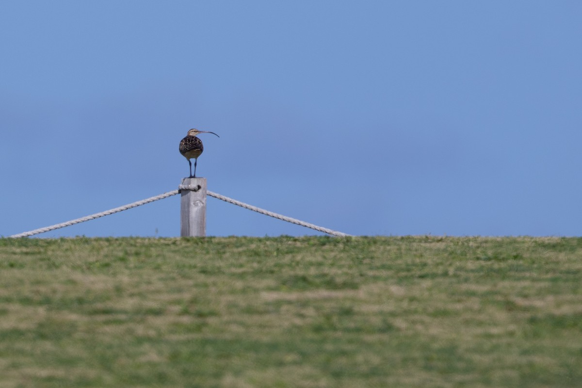 Bristle-thighed Curlew - ML624306495