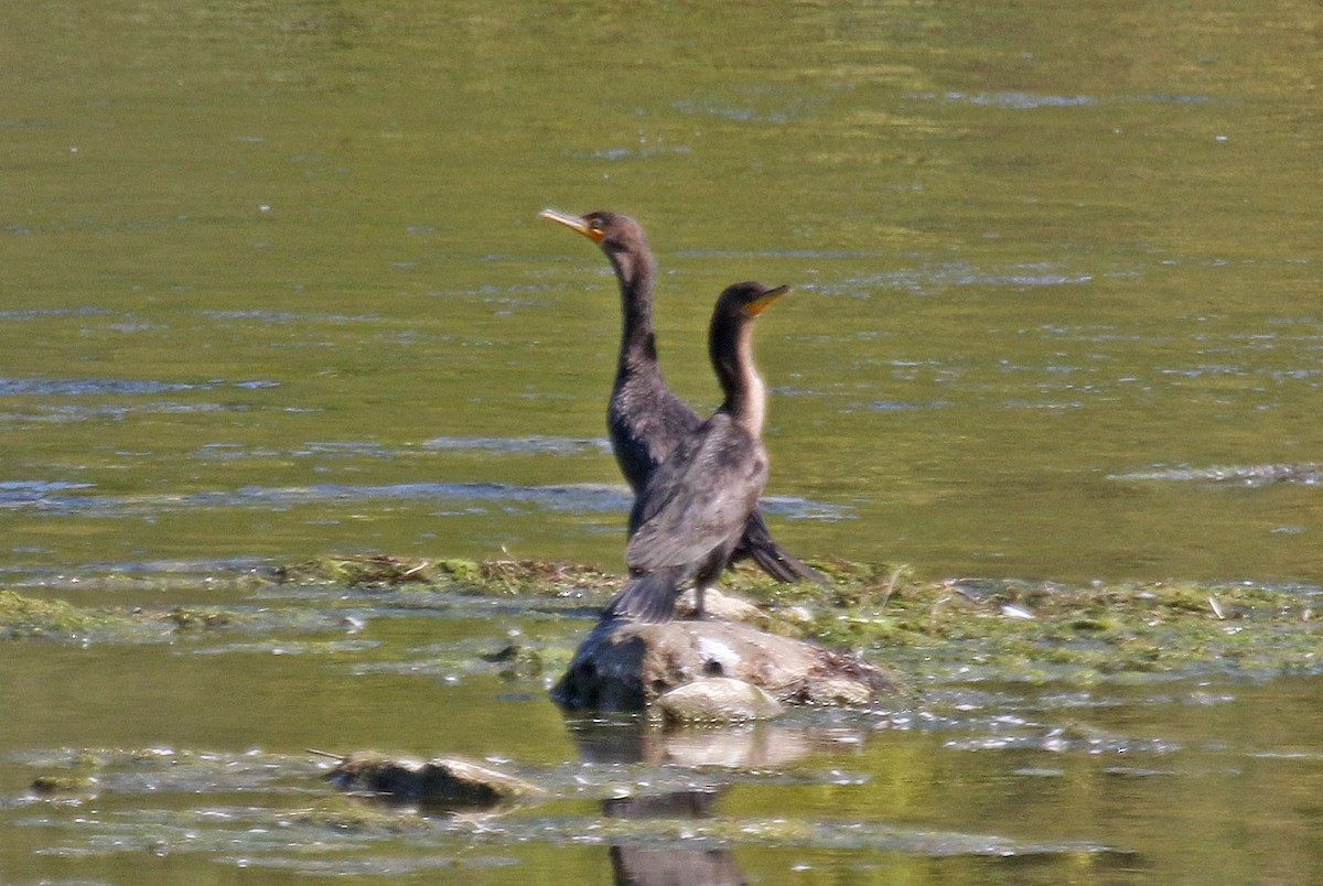 Cormorán Orejudo - ML624306605