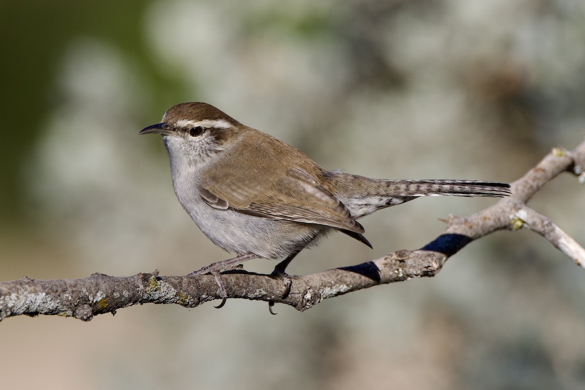 Bewick's Wren - ML624306627