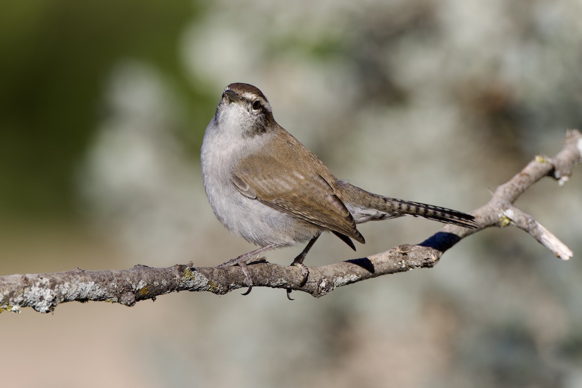 Bewick's Wren - ML624306628