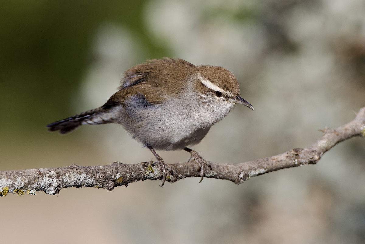 Bewick's Wren - ML624306629