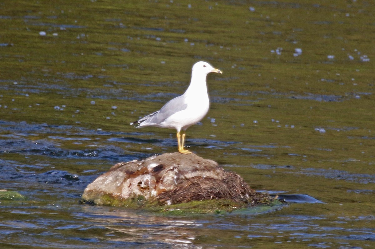 Gaviota de Delaware - ML624306644