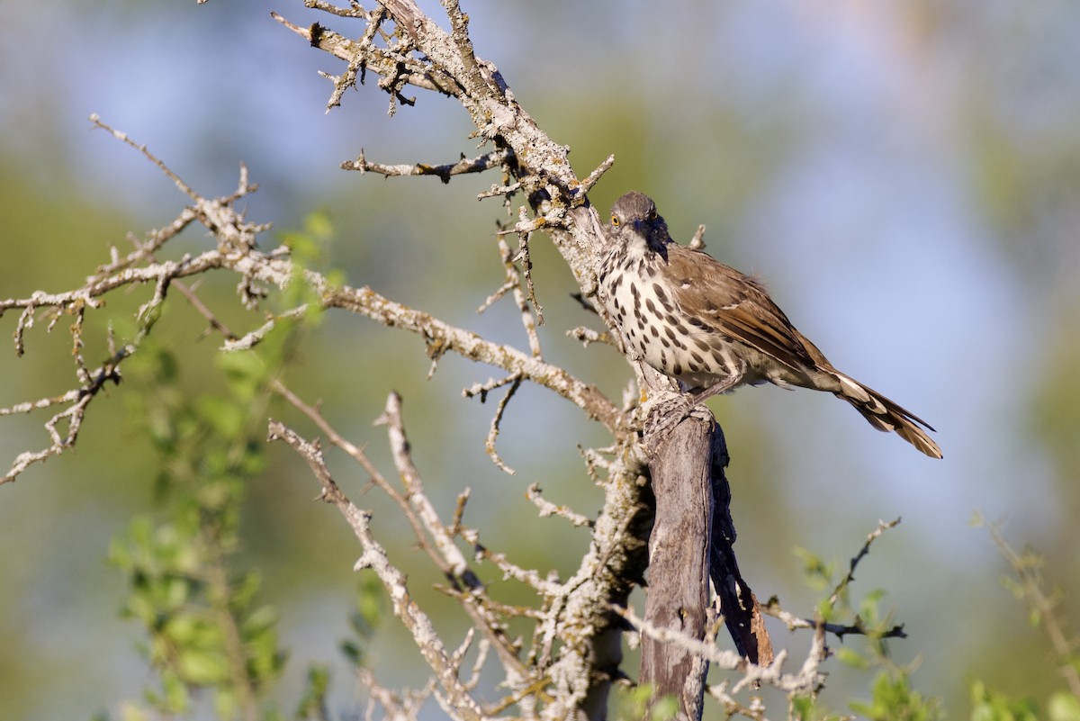 Long-billed Thrasher - ML624306710