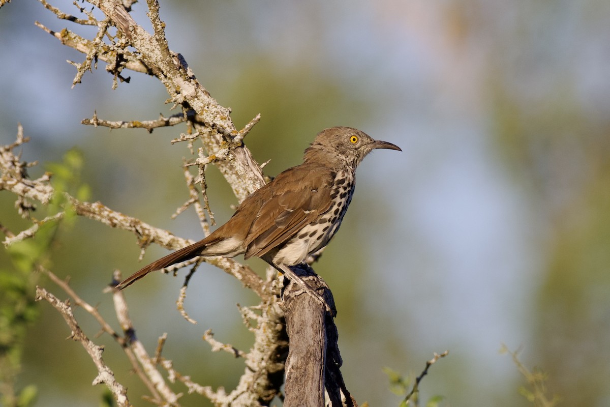 Long-billed Thrasher - ML624306711