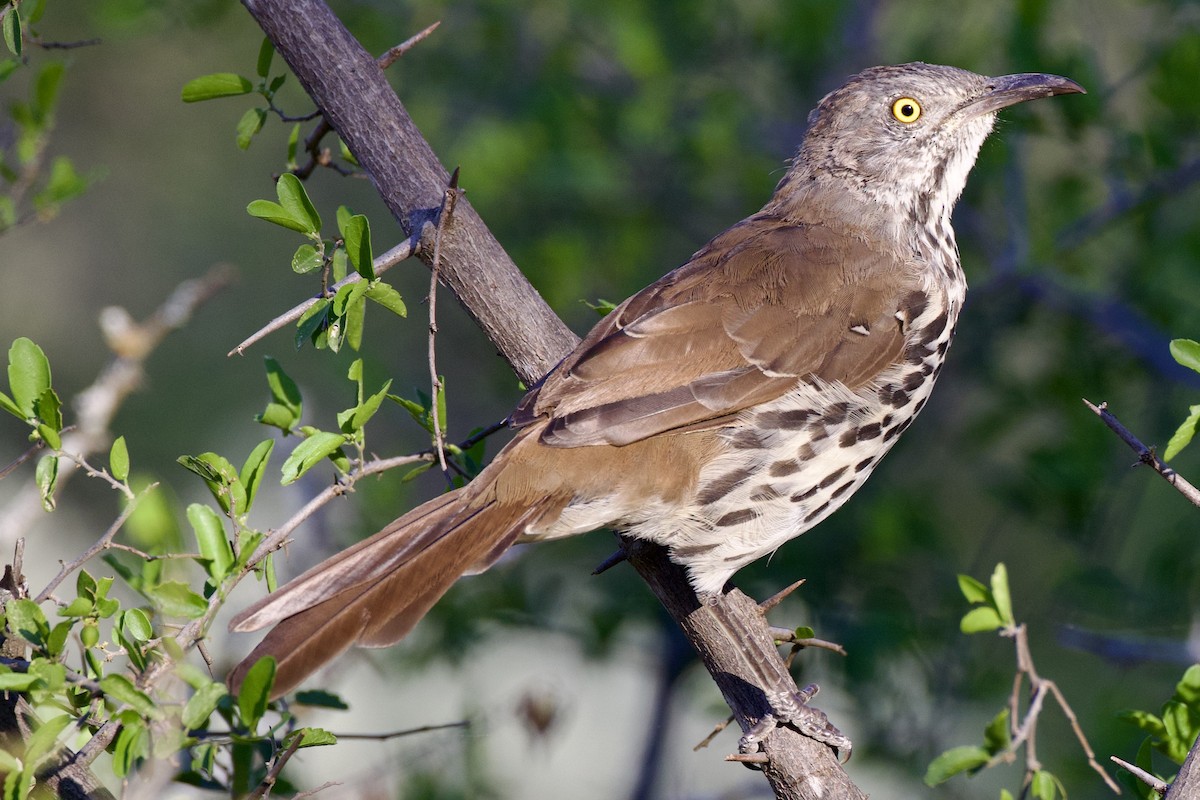 Long-billed Thrasher - ML624306712