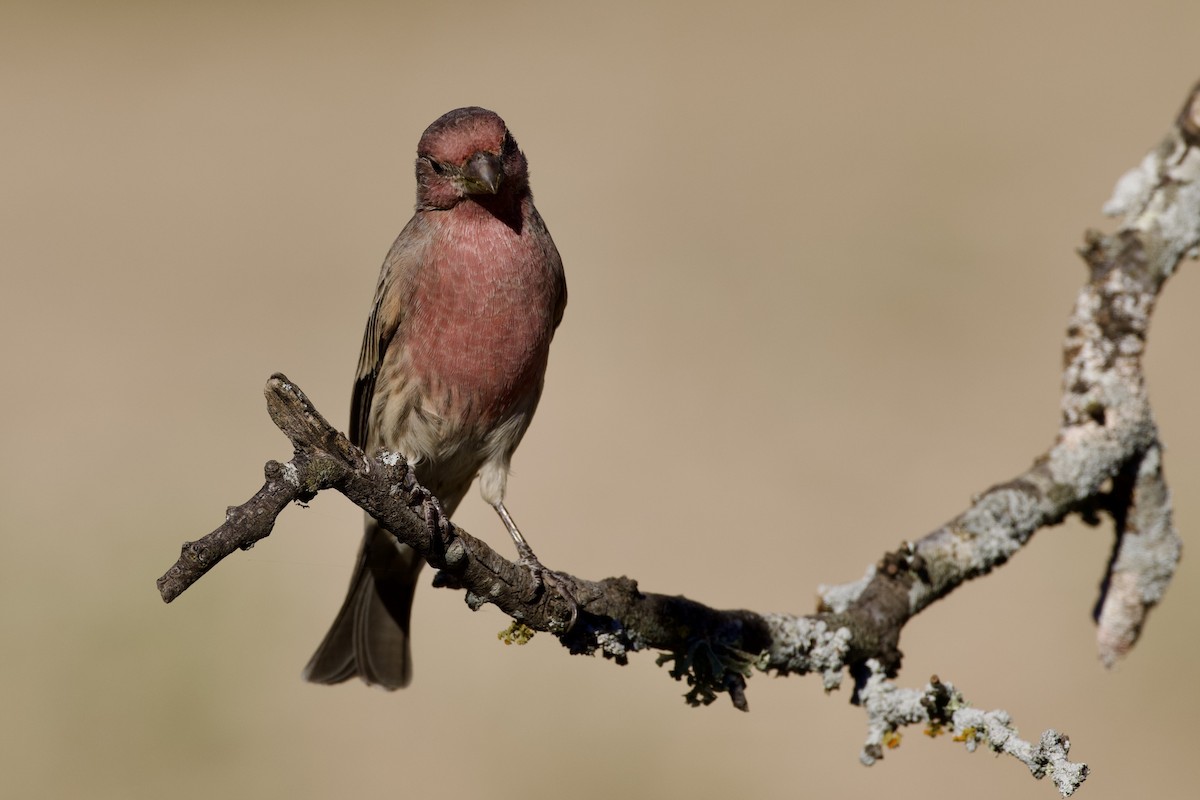 House Finch - ML624306741