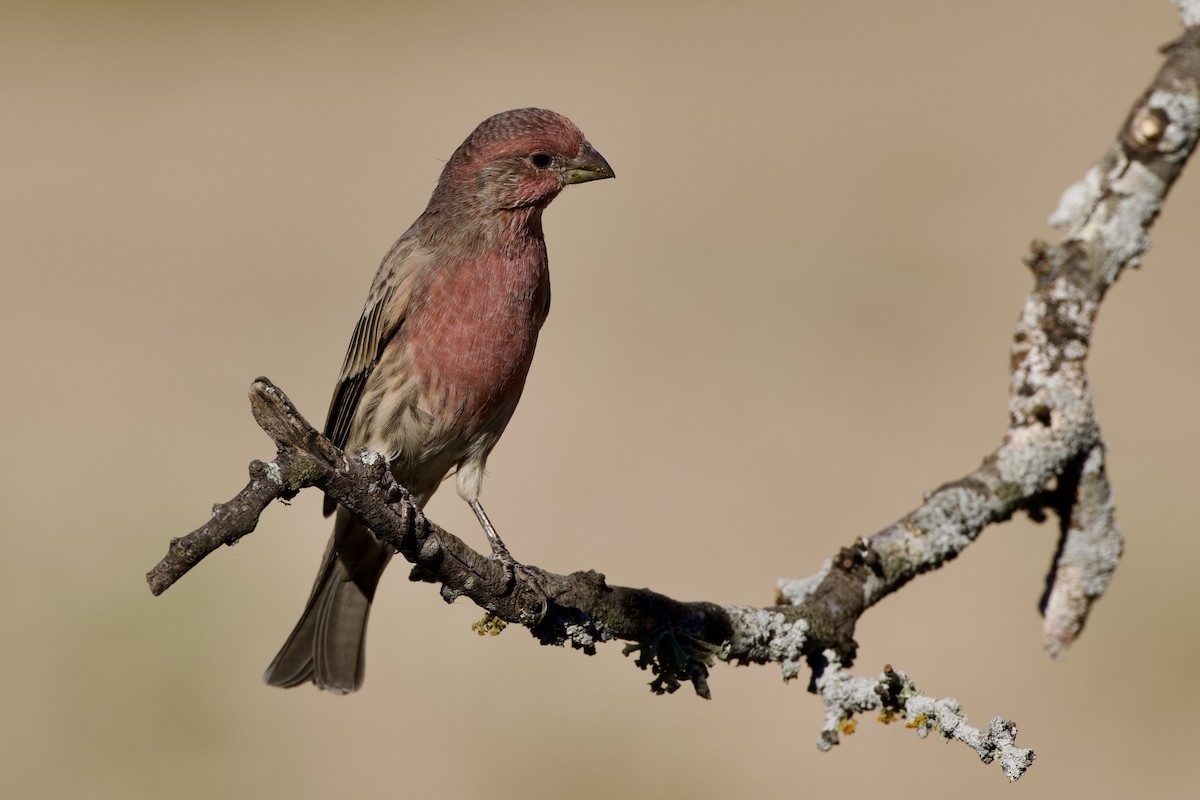 House Finch - ML624306742