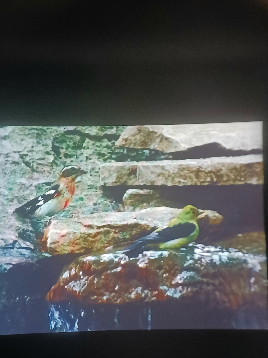 Scarlet Tanager - ML624306747