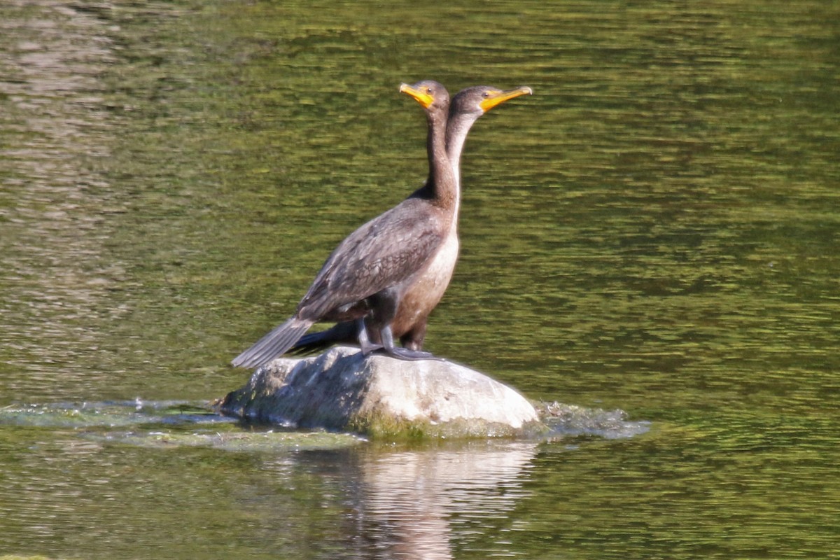 Cormorán Orejudo - ML624306754