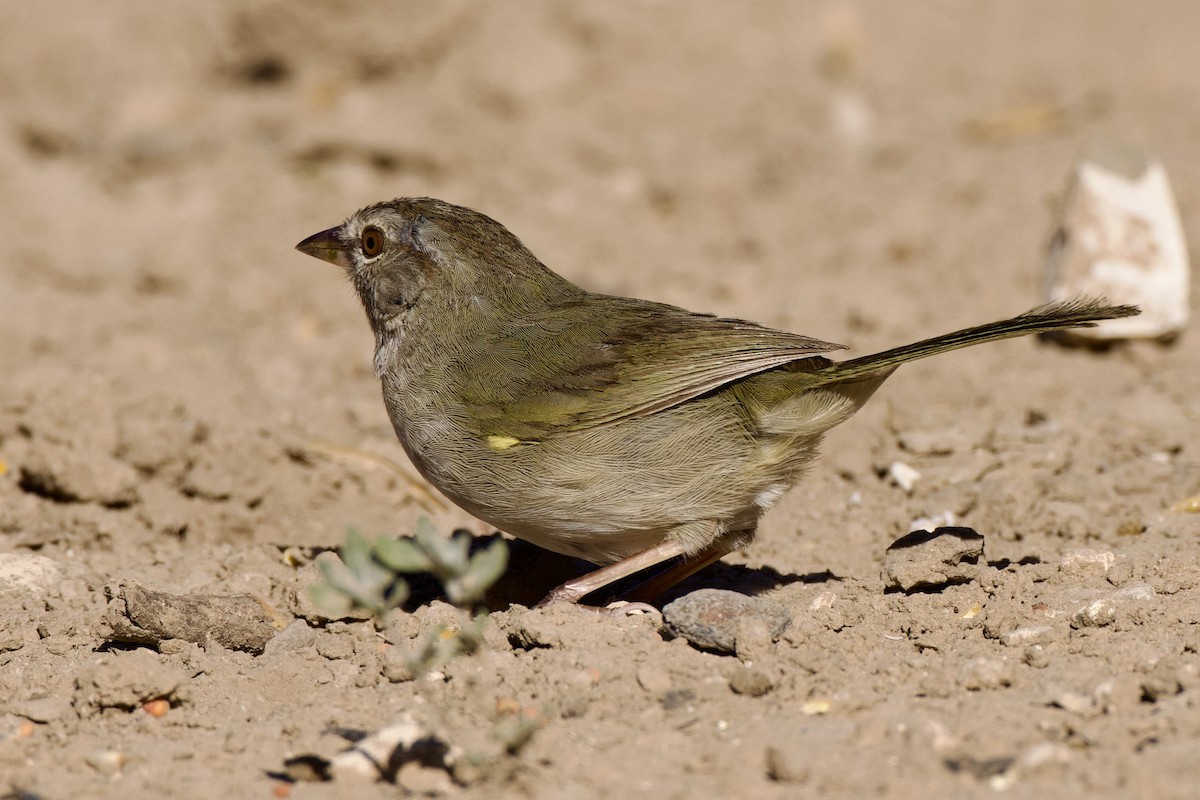 Olive Sparrow - ML624306810