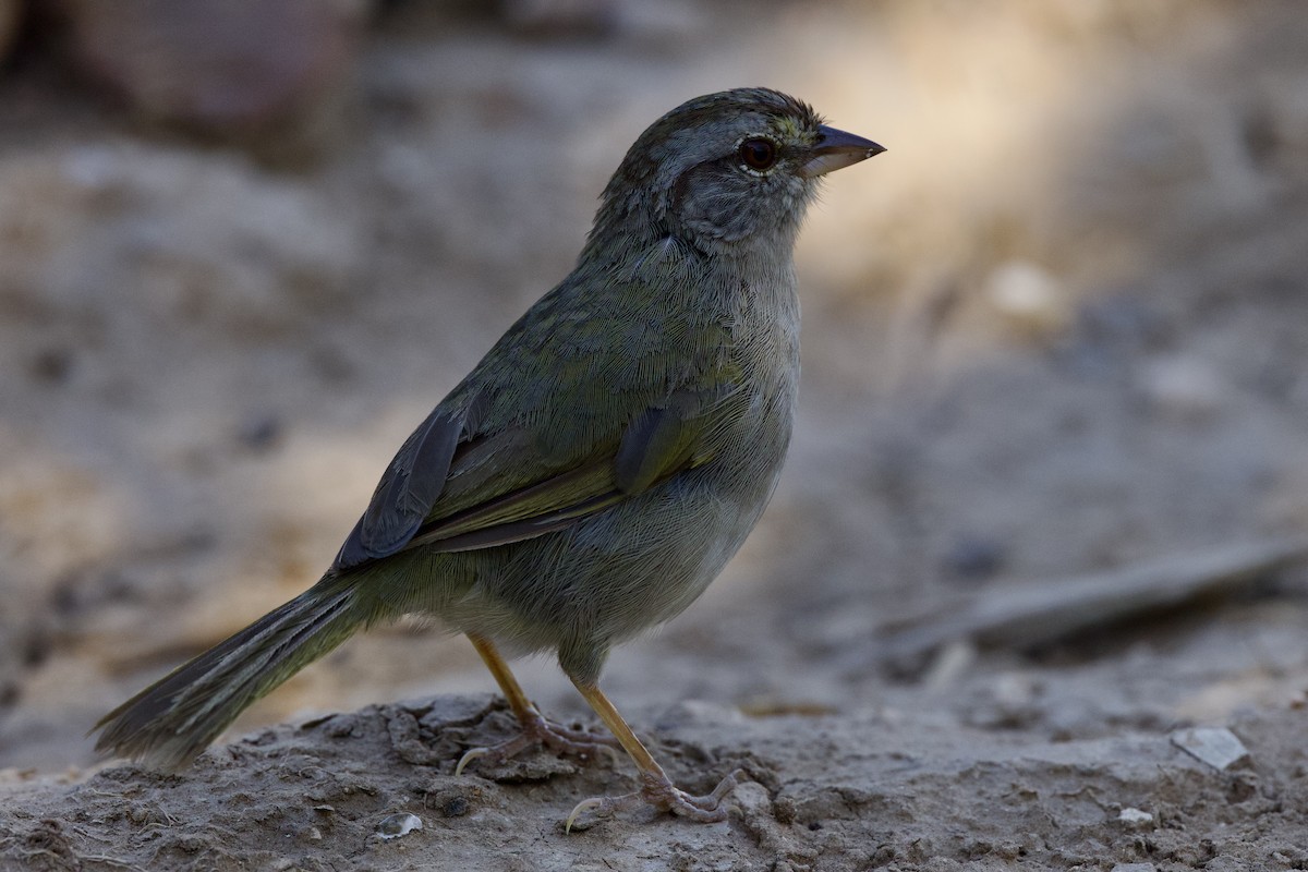 Olive Sparrow - ML624306812