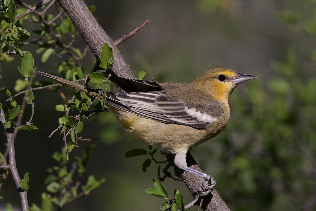 Bullock's Oriole - ML624306839