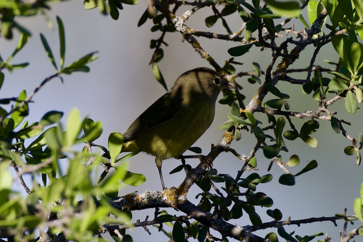 Orange-crowned Warbler - ML624306941