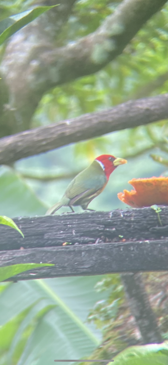 Red-headed Barbet - ML624306952