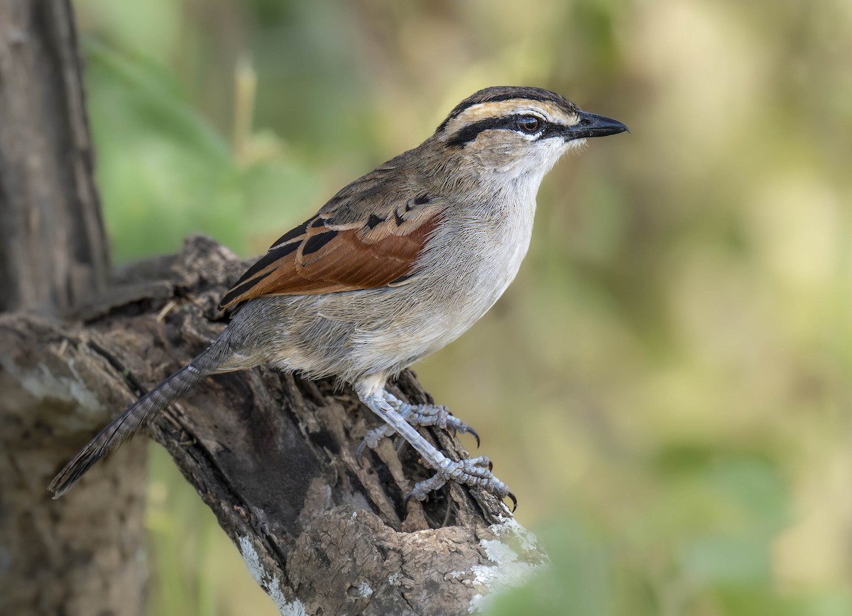 Brown-crowned Tchagra - ML624306966