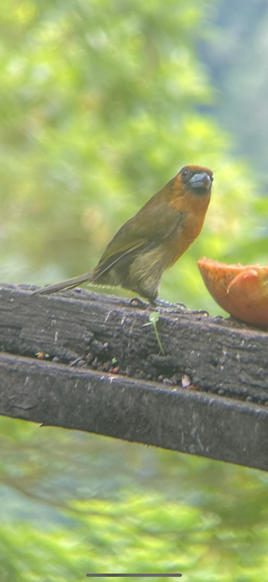 Prong-billed Barbet - ML624306974