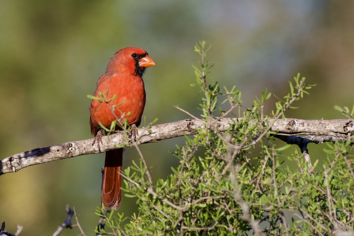 Northern Cardinal - ML624306997