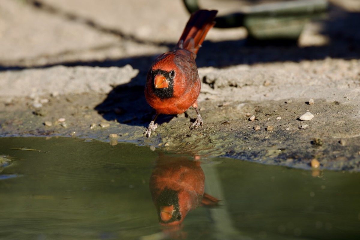 Northern Cardinal - Gary Desormeaux