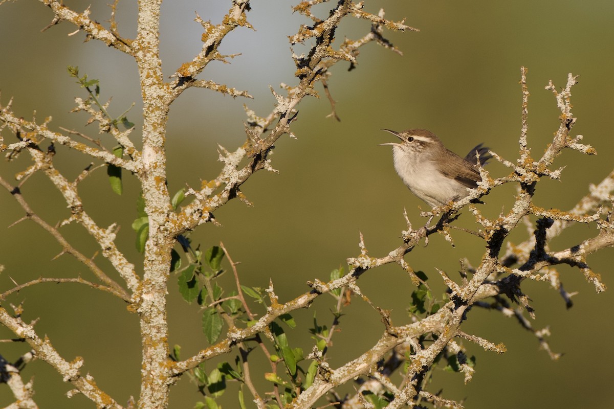 Bewick's Wren - ML624307027