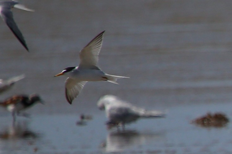 Least Tern - ML624307066