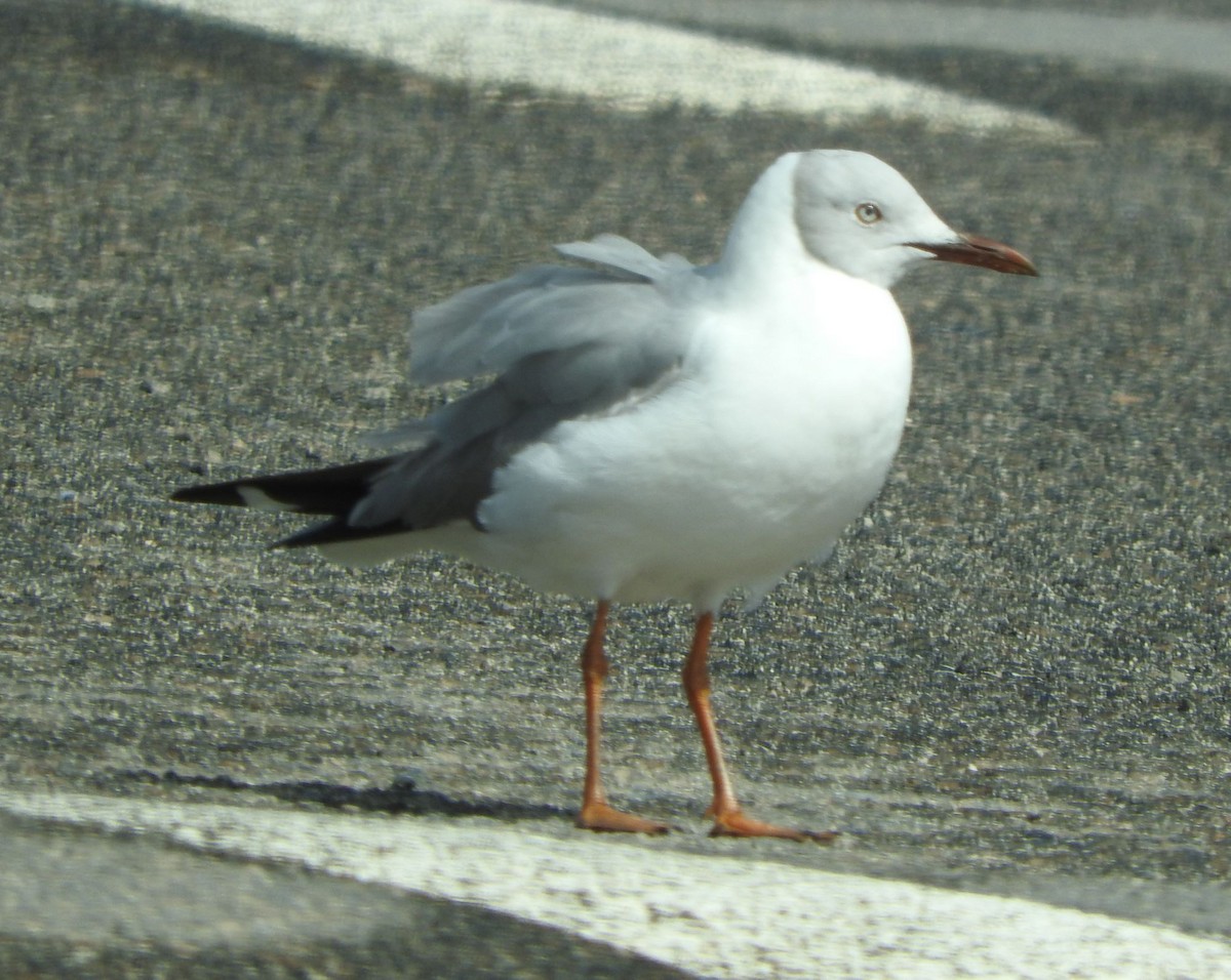 Gabbiano testagrigia - ML624307126