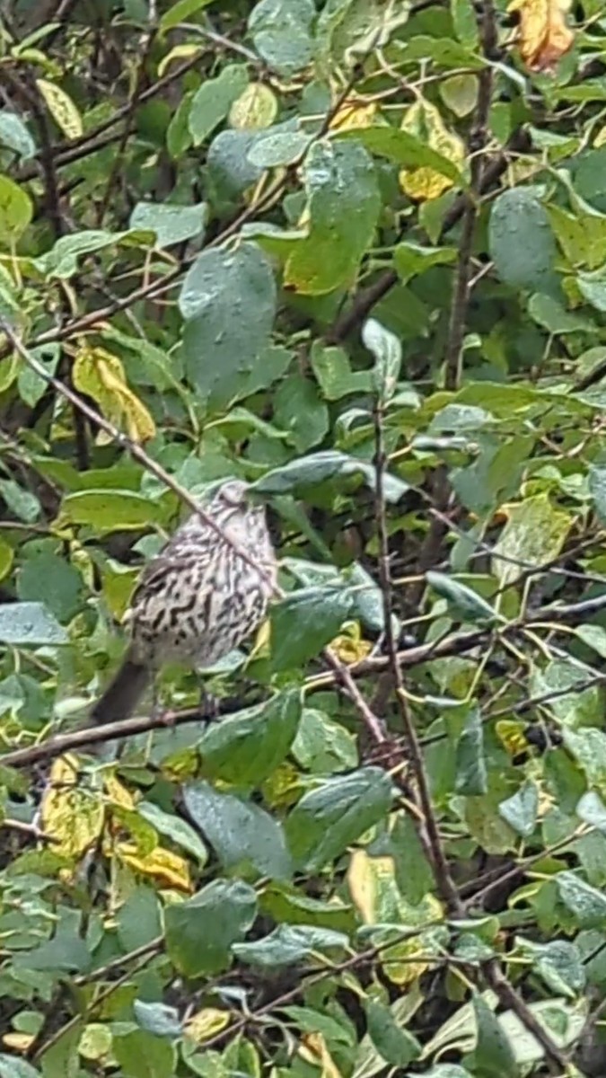 drozdec horský - ML624307193