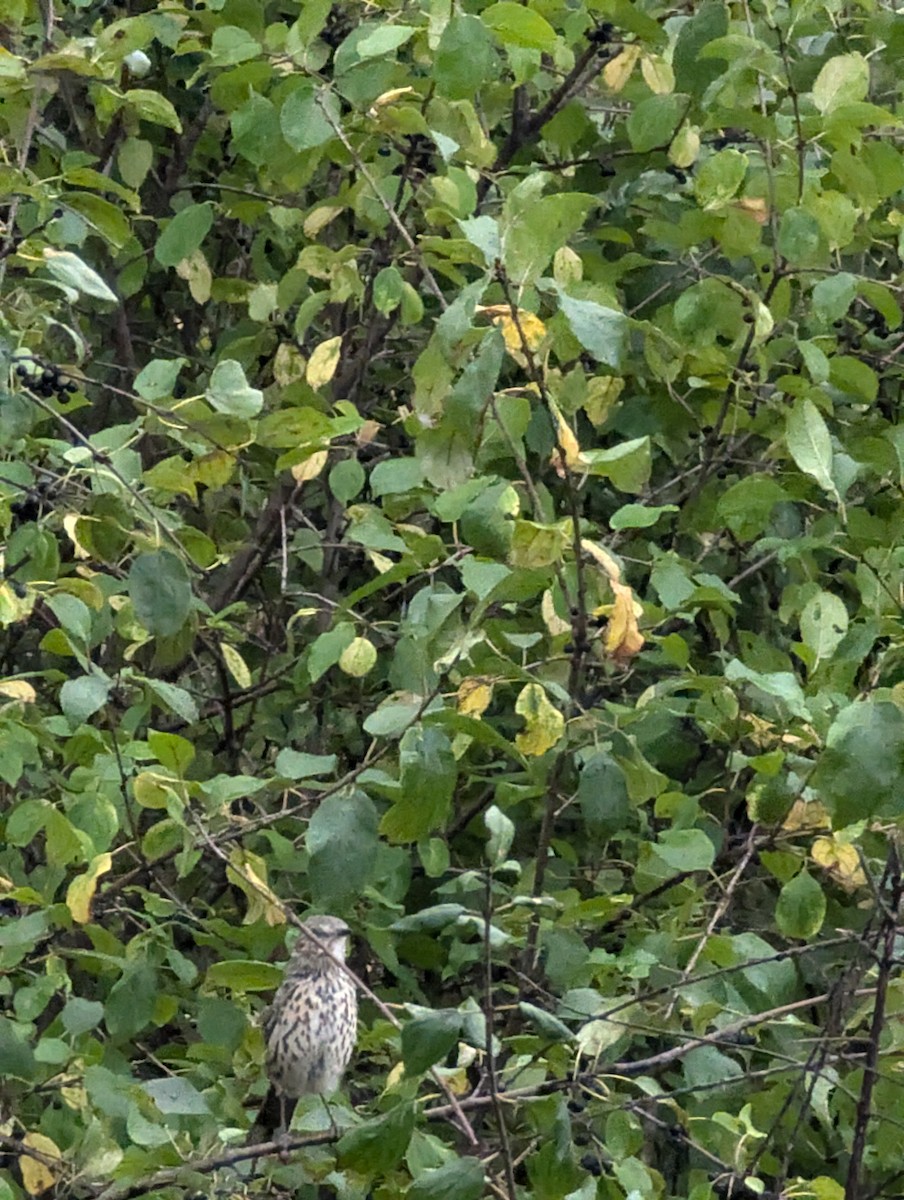 drozdec horský - ML624307194