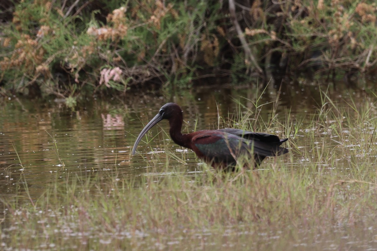 bronseibis - ML624307205