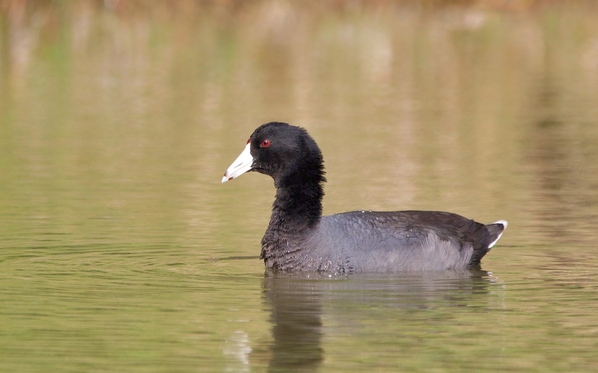 Foulque d'Amérique - ML624307237