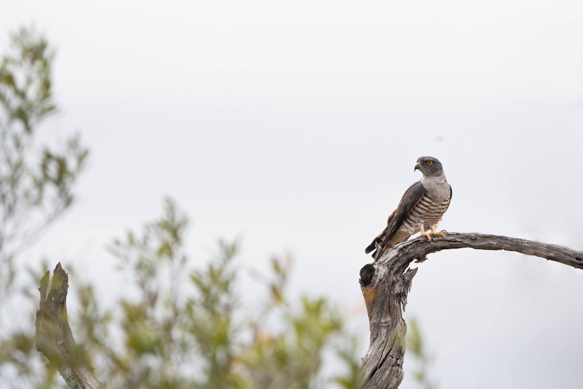 African Cuckoo-Hawk - ML624307293