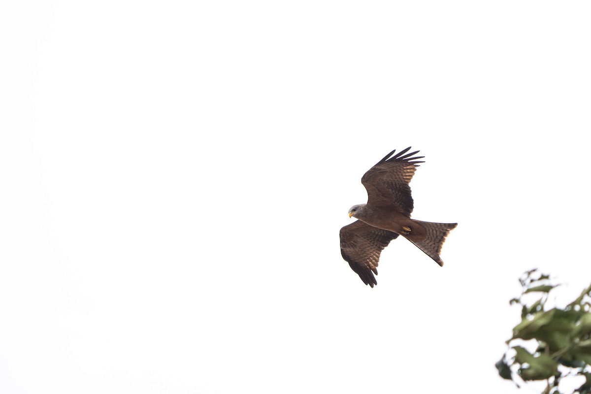 Black Kite - ML624307354