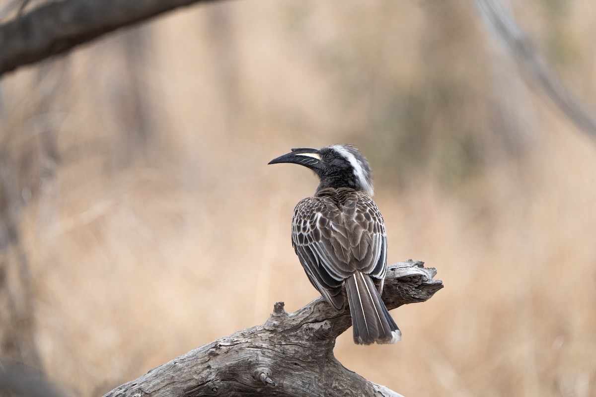 African Gray Hornbill - ML624307370