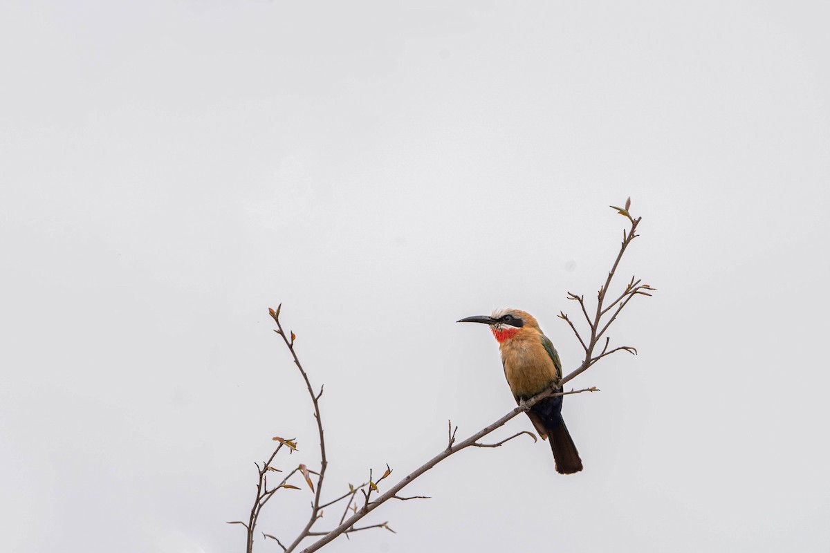 White-fronted Bee-eater - ML624307377