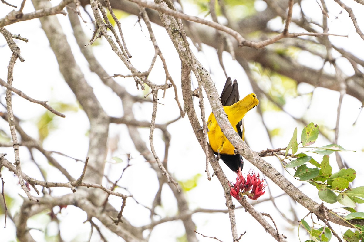 African Black-headed Oriole - ML624307382