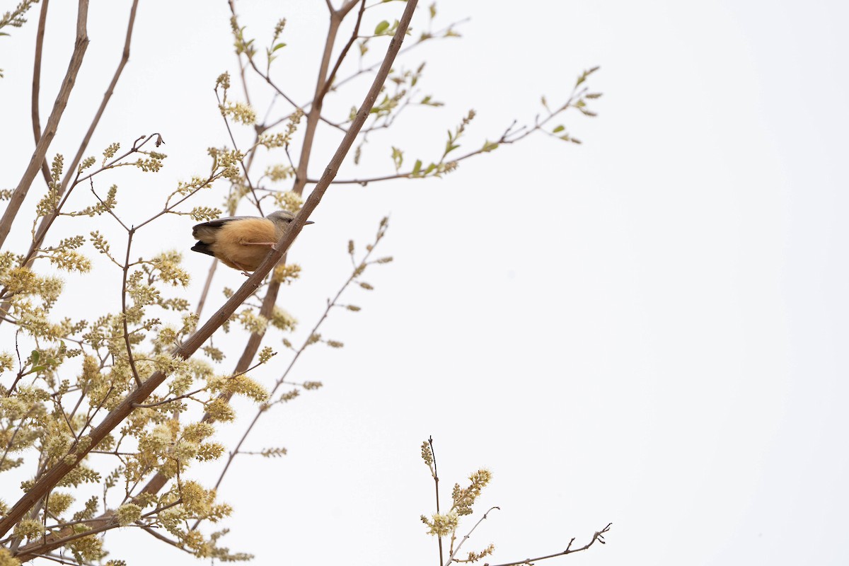 Long-billed Crombec - ML624307390