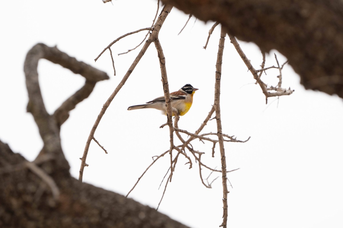 Golden-breasted Bunting - ML624307418