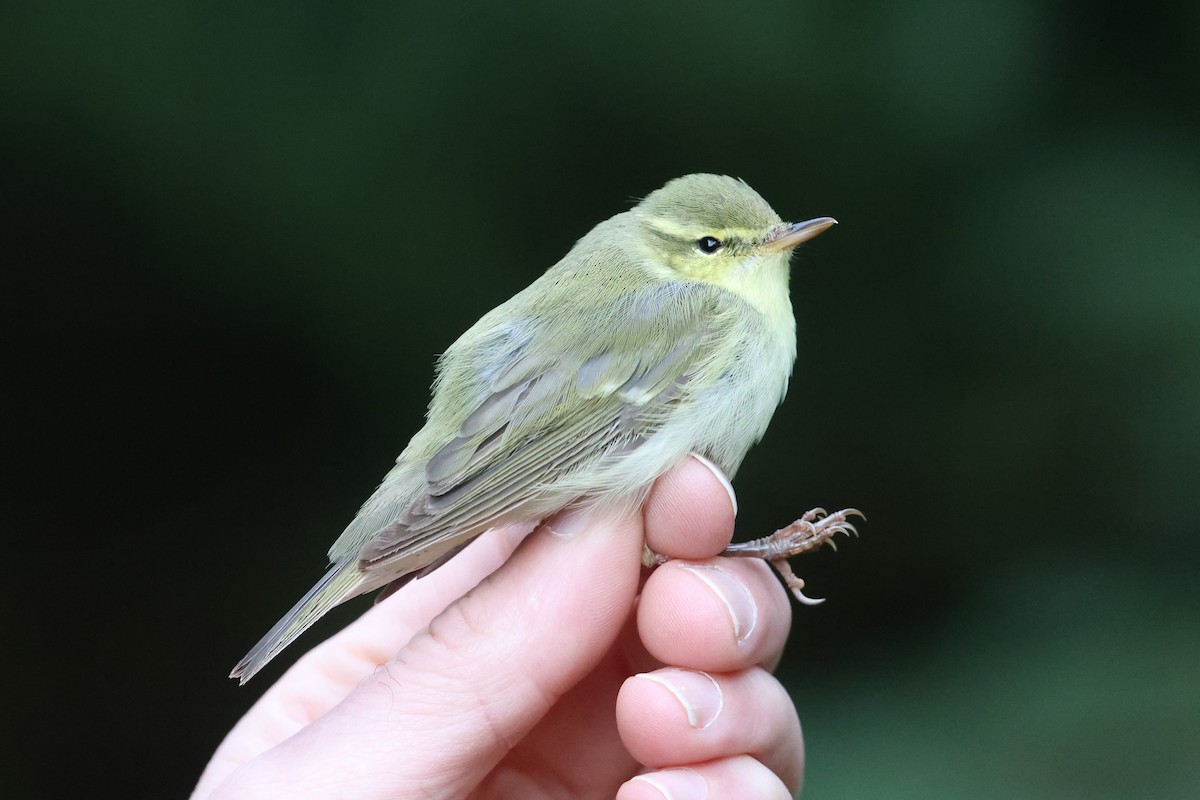 Green Warbler - ML624307441